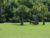 Wild horses near ice house museum