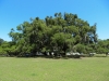 One of many enormous live oaks near museum