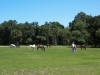 Wild horses on grounds of Dungeness