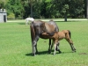 Wild horses on grounds of Dungeness