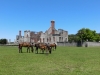 Wild horses on grounds of Dungeness