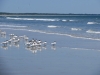 Cumberland Island National Seashore